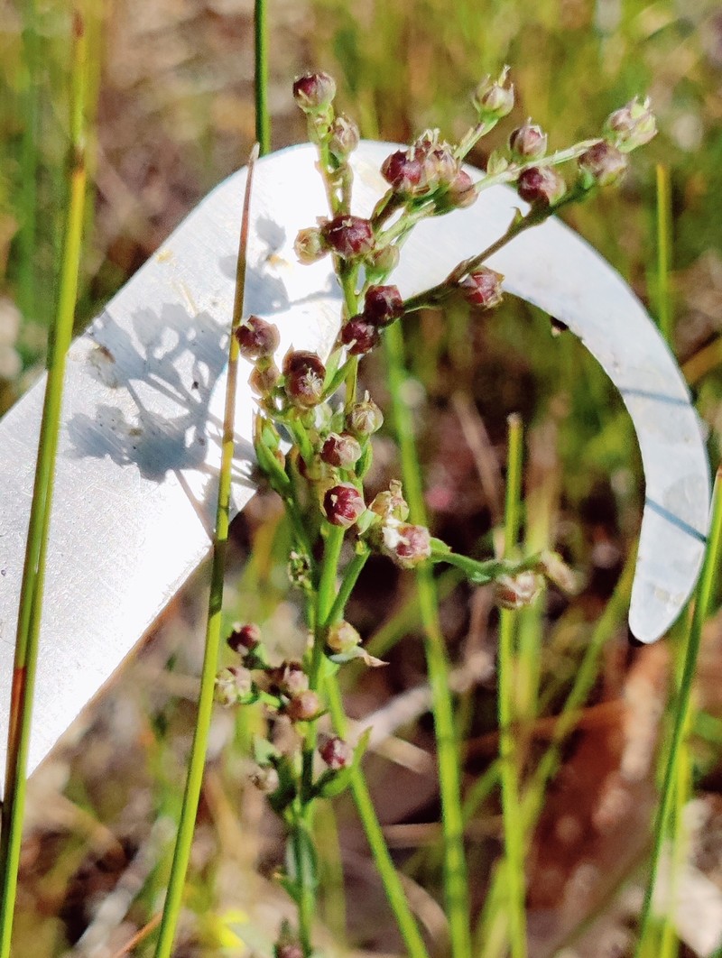 Linum medium var. medium