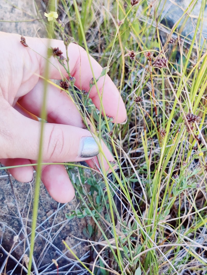 Linum medium var. medium photo 2