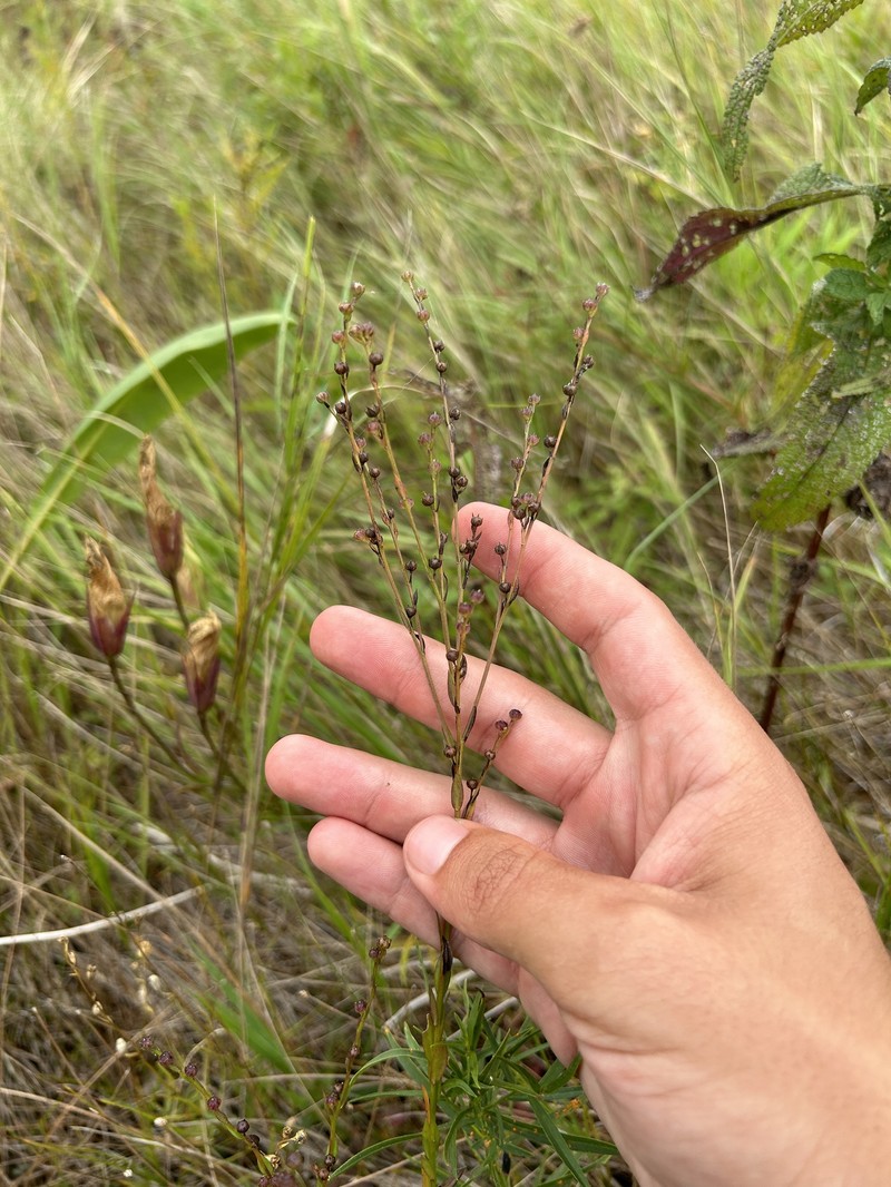 Linum medium var. medium photo 3