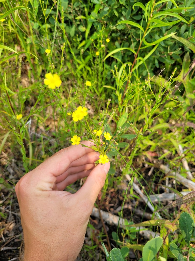 Linum medium var. medium photo 4