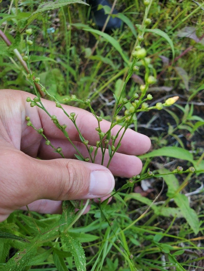 Linum medium var. medium photo 5