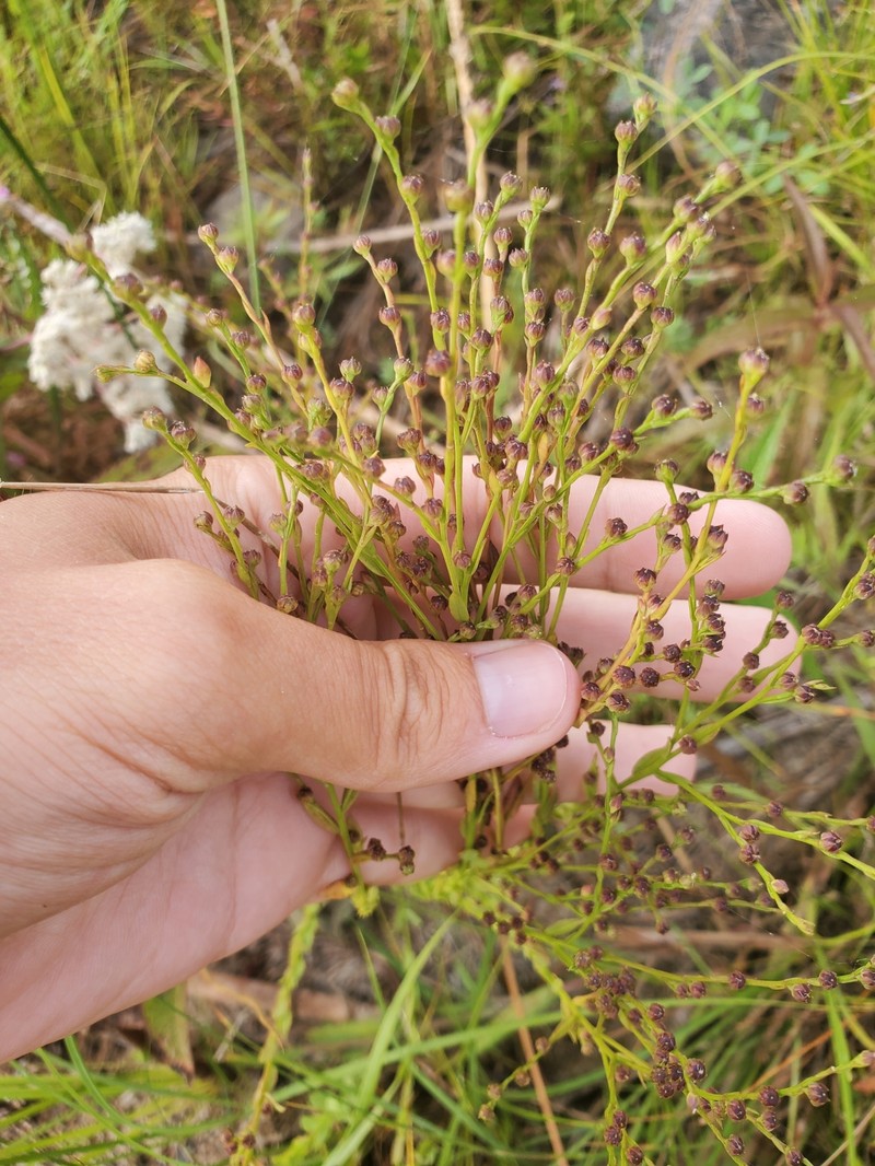 Linum medium var. medium photo 6