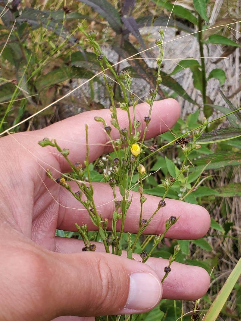 Linum medium var. medium photo 7