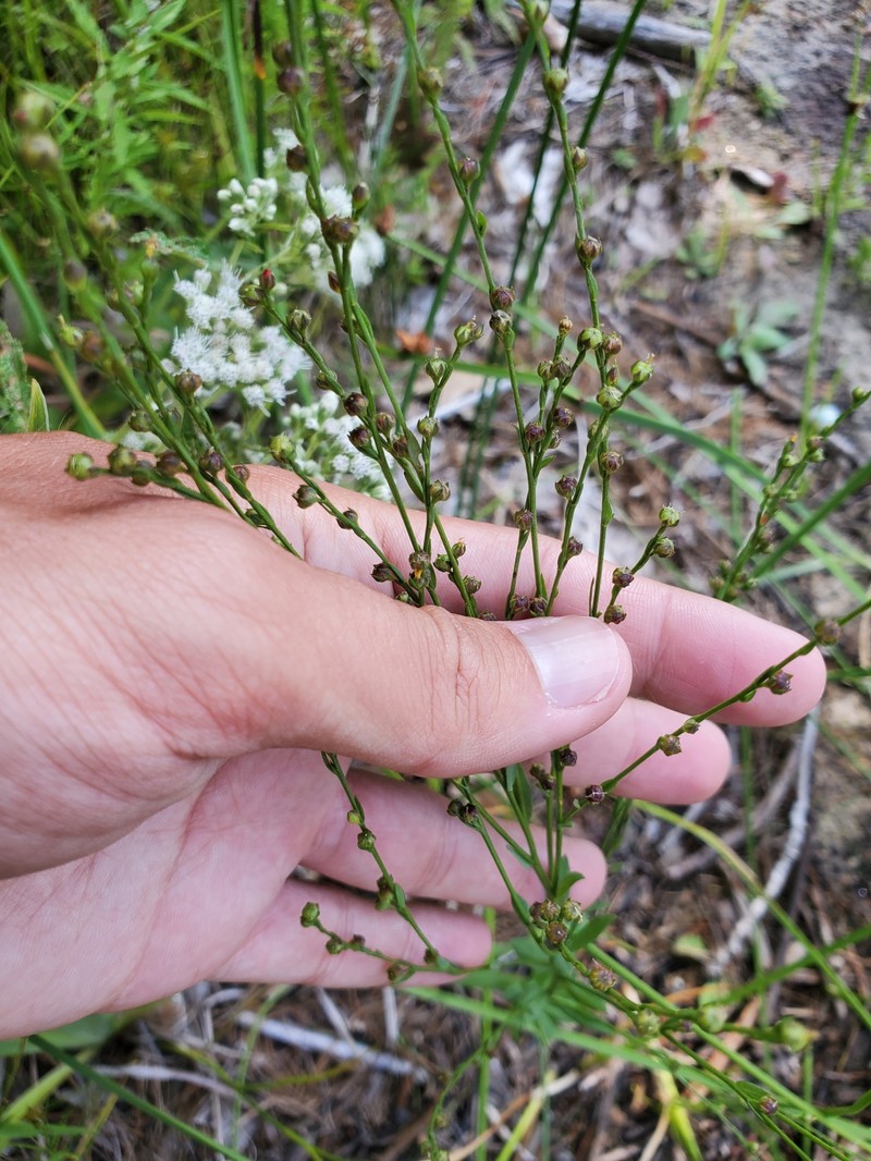 Linum medium var. medium photo 8