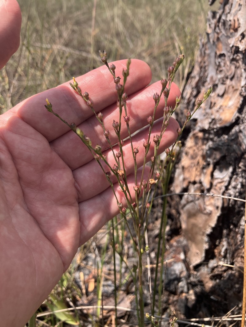 Linum medium var. texanum