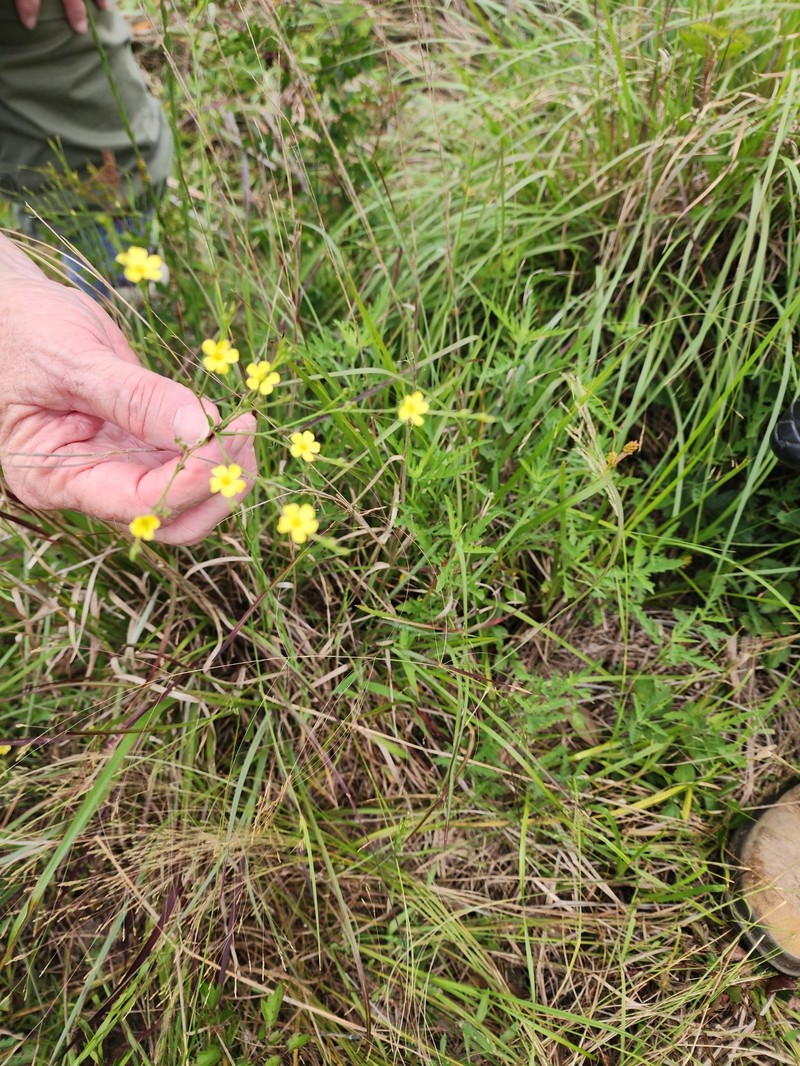 Linum medium var. texanum photo 2