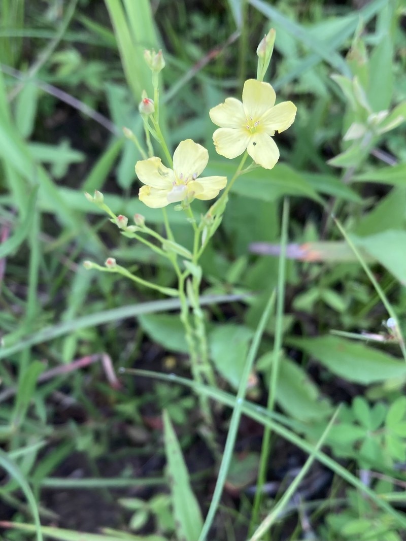 Linum medium var. texanum photo 3