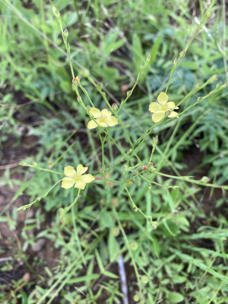 Linum medium var. texanum photo 4