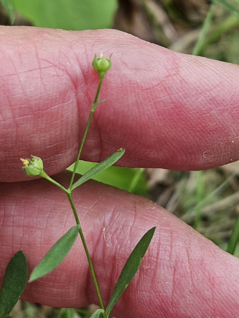 Linum medium var. texanum photo 5