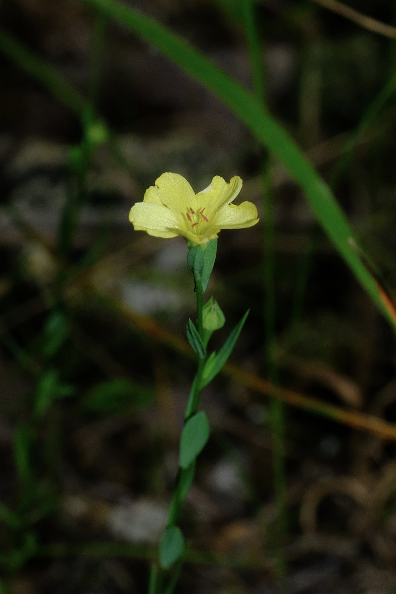 Linum medium var. texanum photo 6