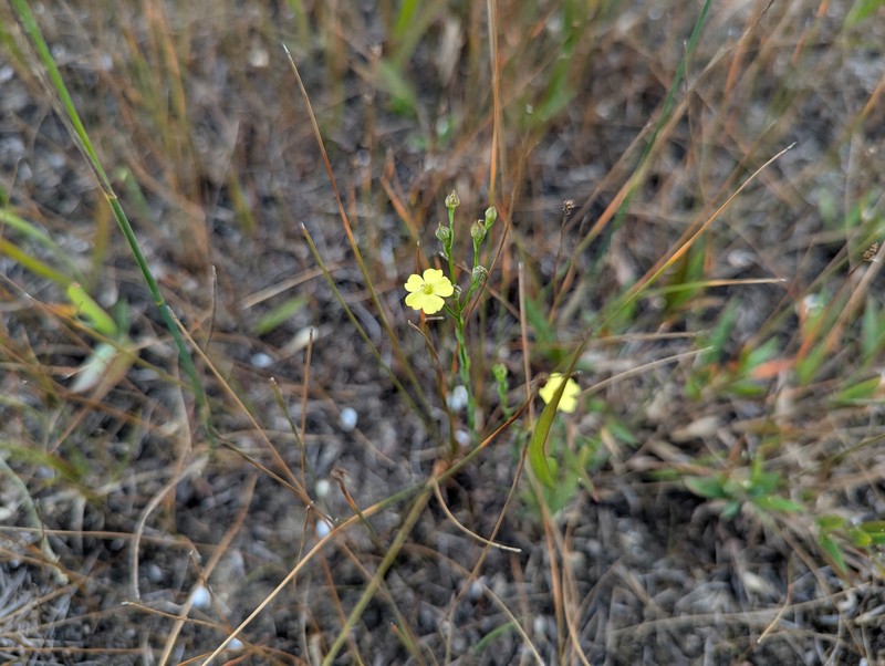 Linum medium var. texanum photo 7