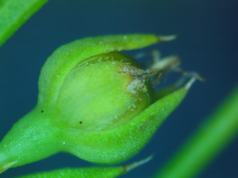 Linum medium var. texanum photo 8