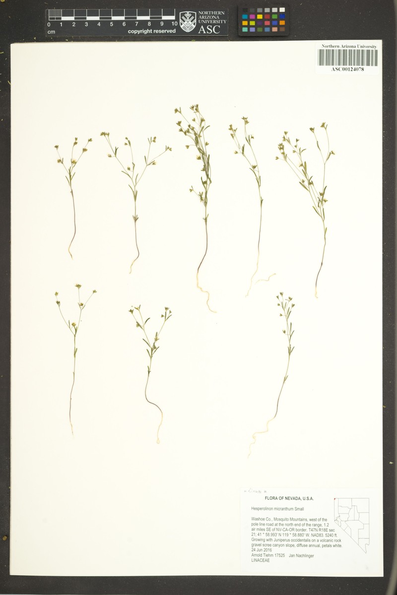 Smallflower Dwarf-Flax