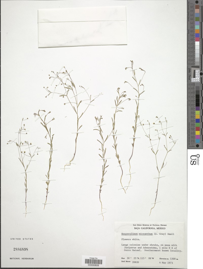 Smallflower Dwarf-Flax photo 2