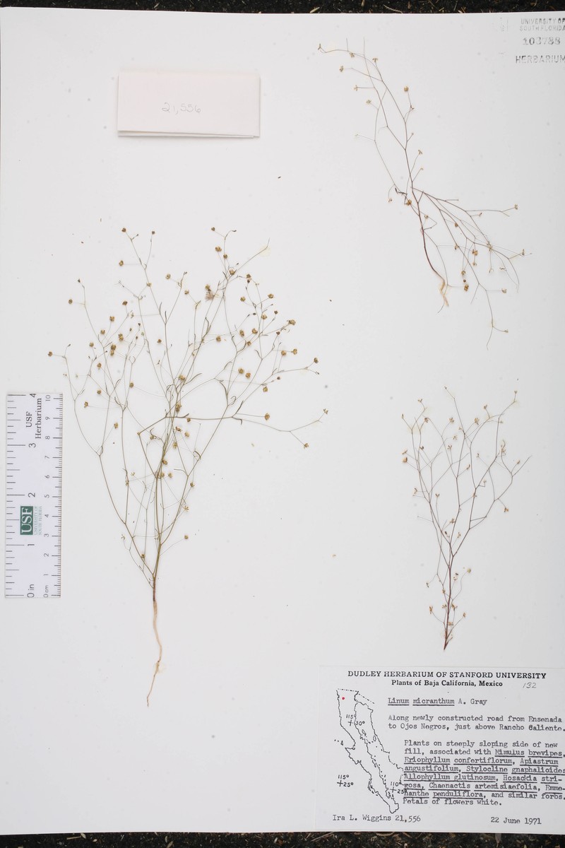 Smallflower Dwarf-Flax photo 3