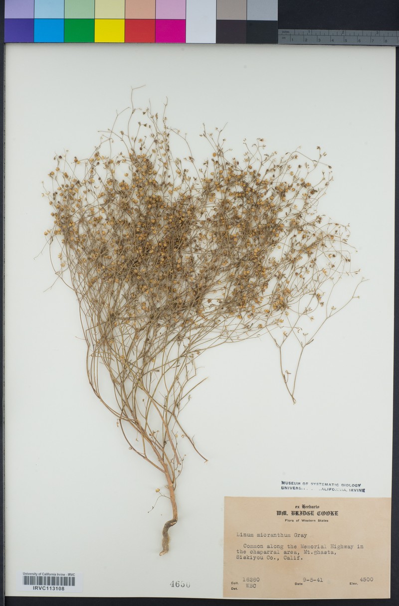 Smallflower Dwarf-Flax photo 5