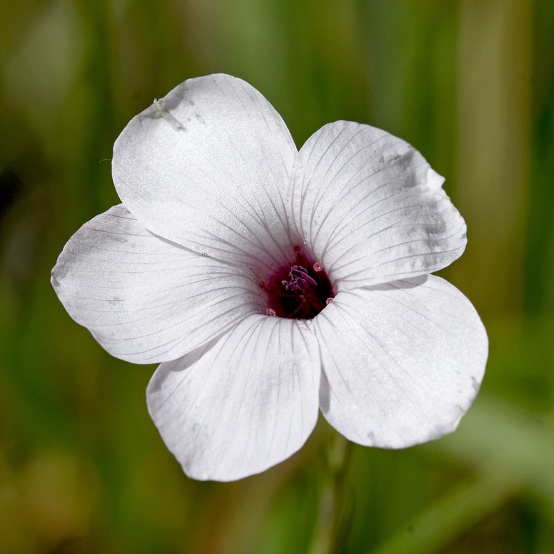 Linum milletii