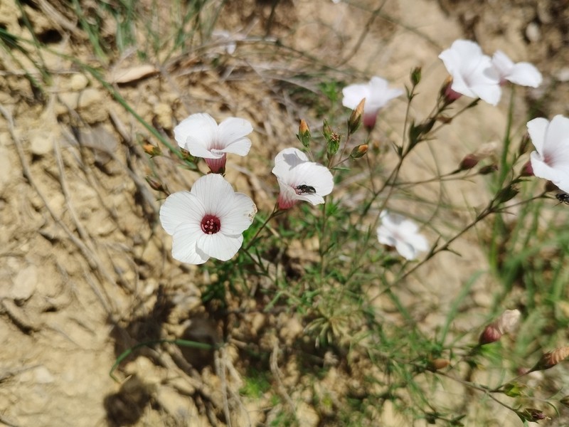 Linum milletii photo 2