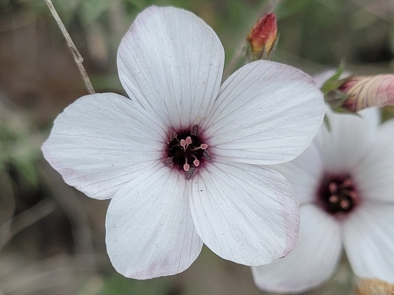 Linum milletii photo 3