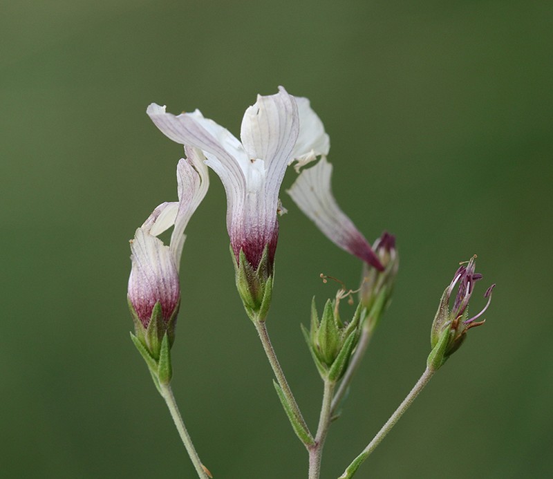 Linum milletii photo 4