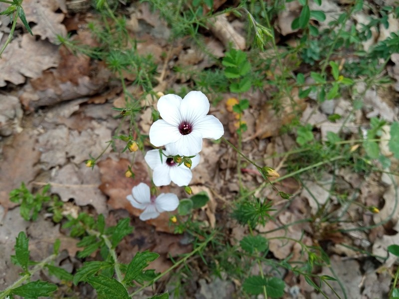 Linum milletii photo 5