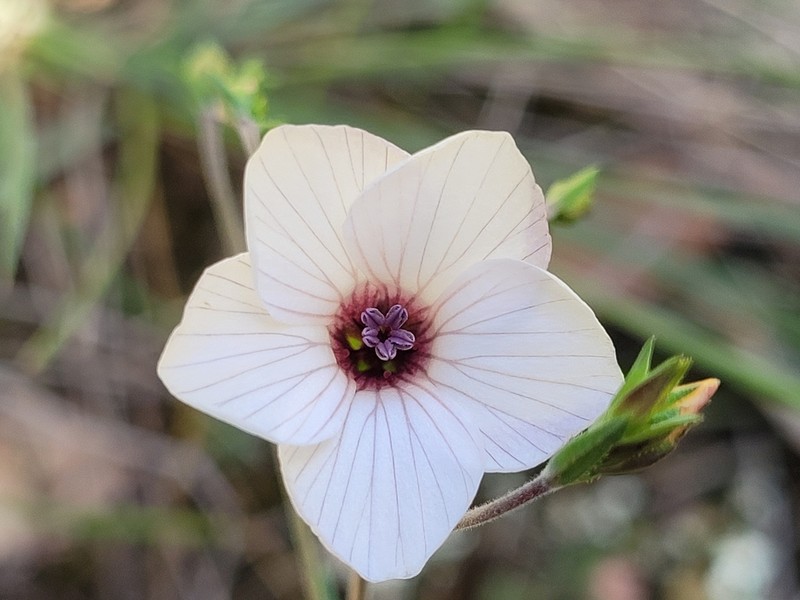 Linum milletii photo 6