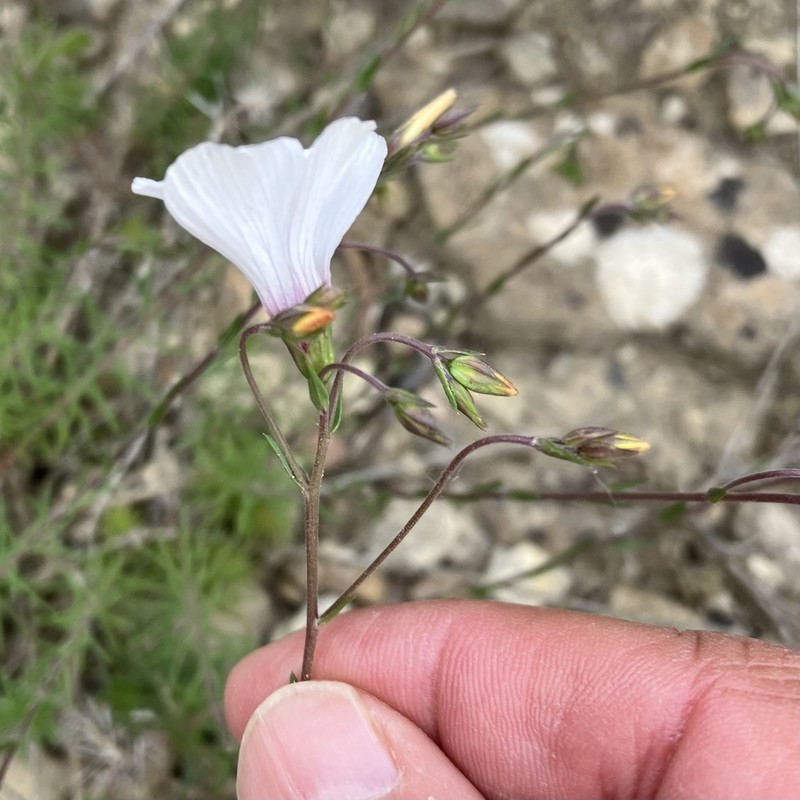 Linum milletii photo 7