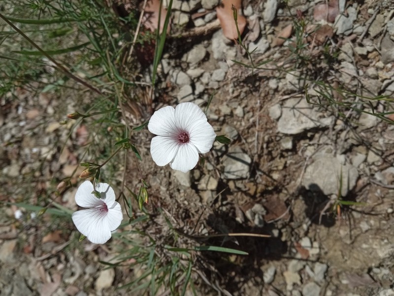 Linum milletii photo 8