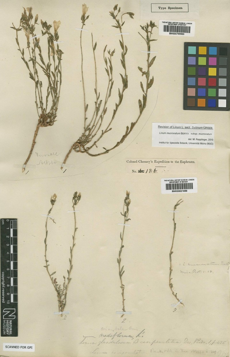 Linum mucronatum subsp. mucronatum