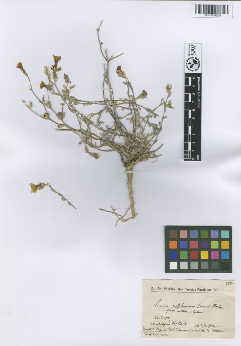 Linum mucronatum subsp. mucronatum photo 2