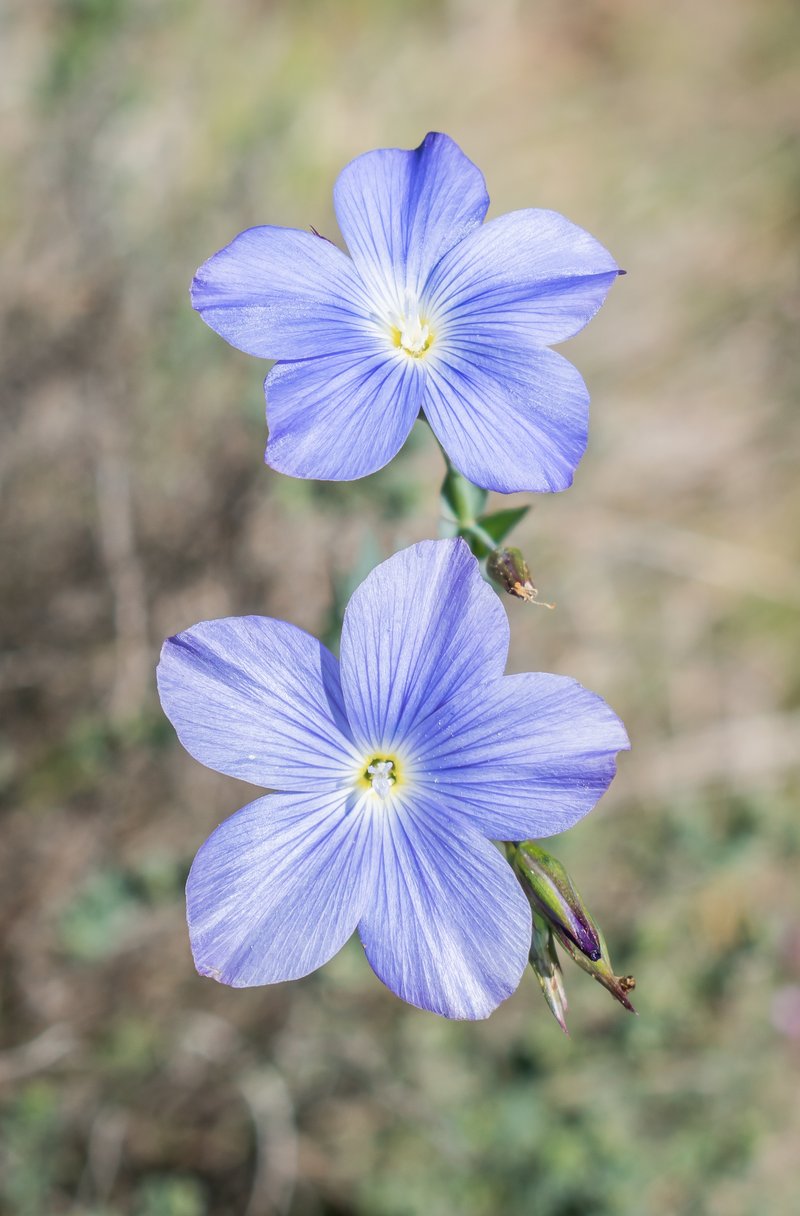 Flax