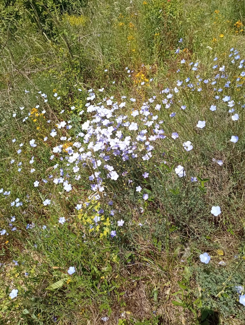 Linum narbonense subsp. narbonense