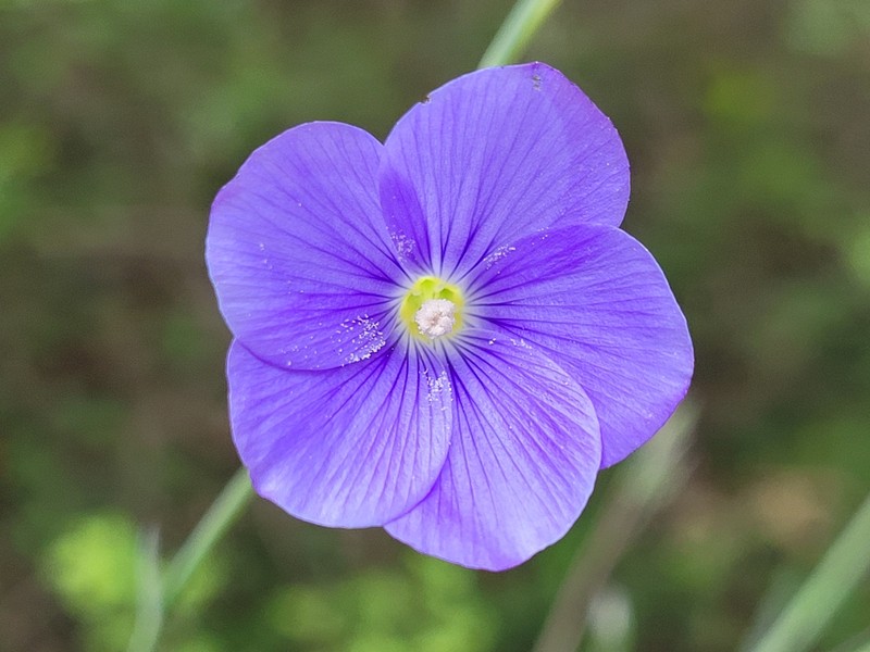 Linum narbonense subsp. narbonense photo 2