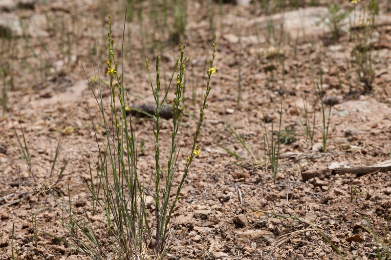 New Mexico Yellow Flax photo 2