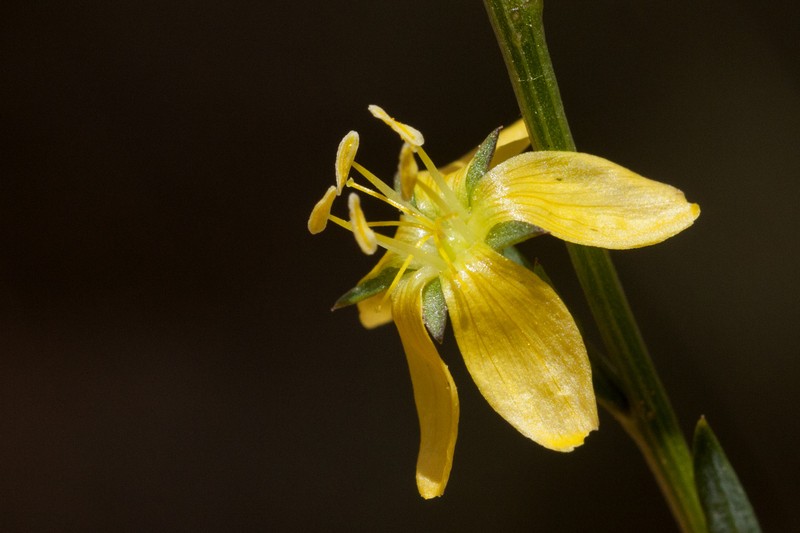 New Mexico Yellow Flax photo 3