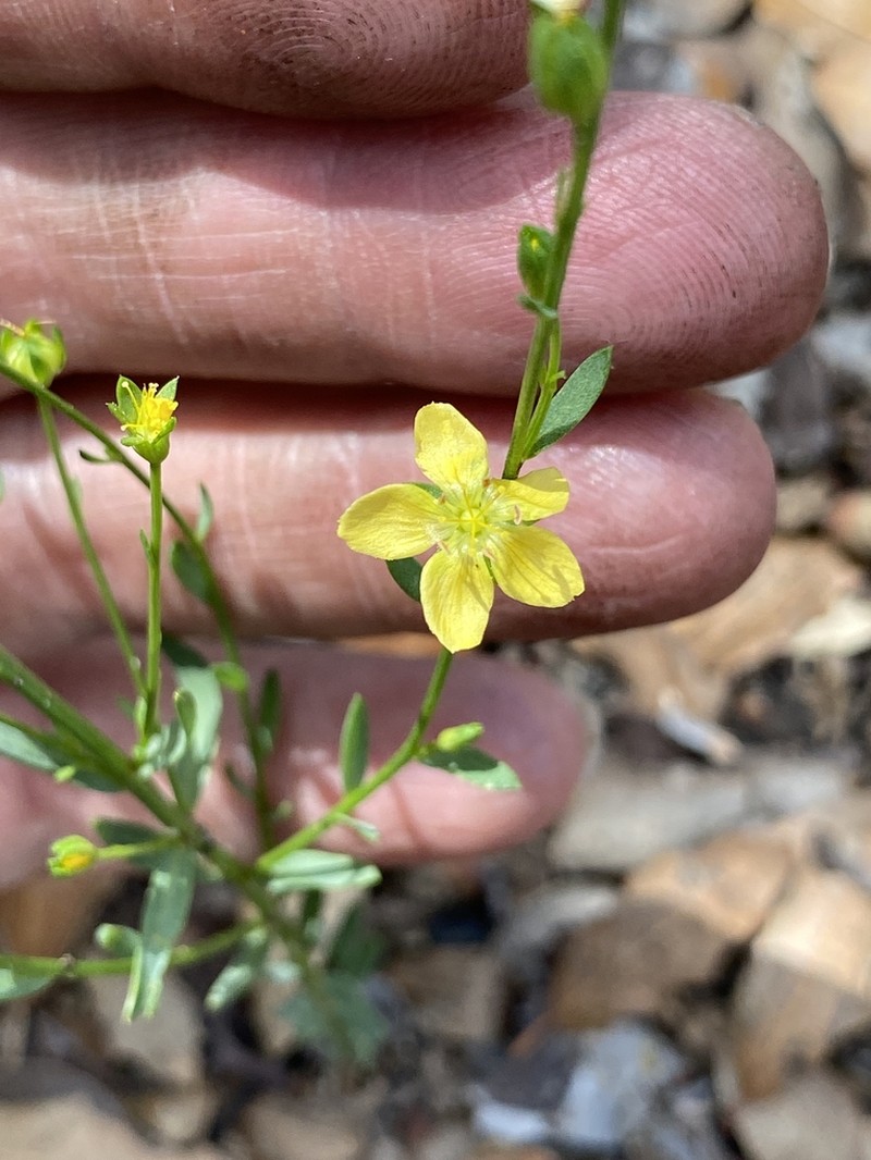 New Mexico Yellow Flax