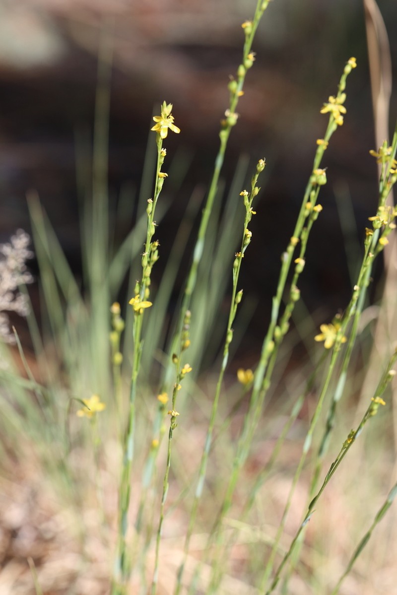 New Mexico Yellow Flax photo 2