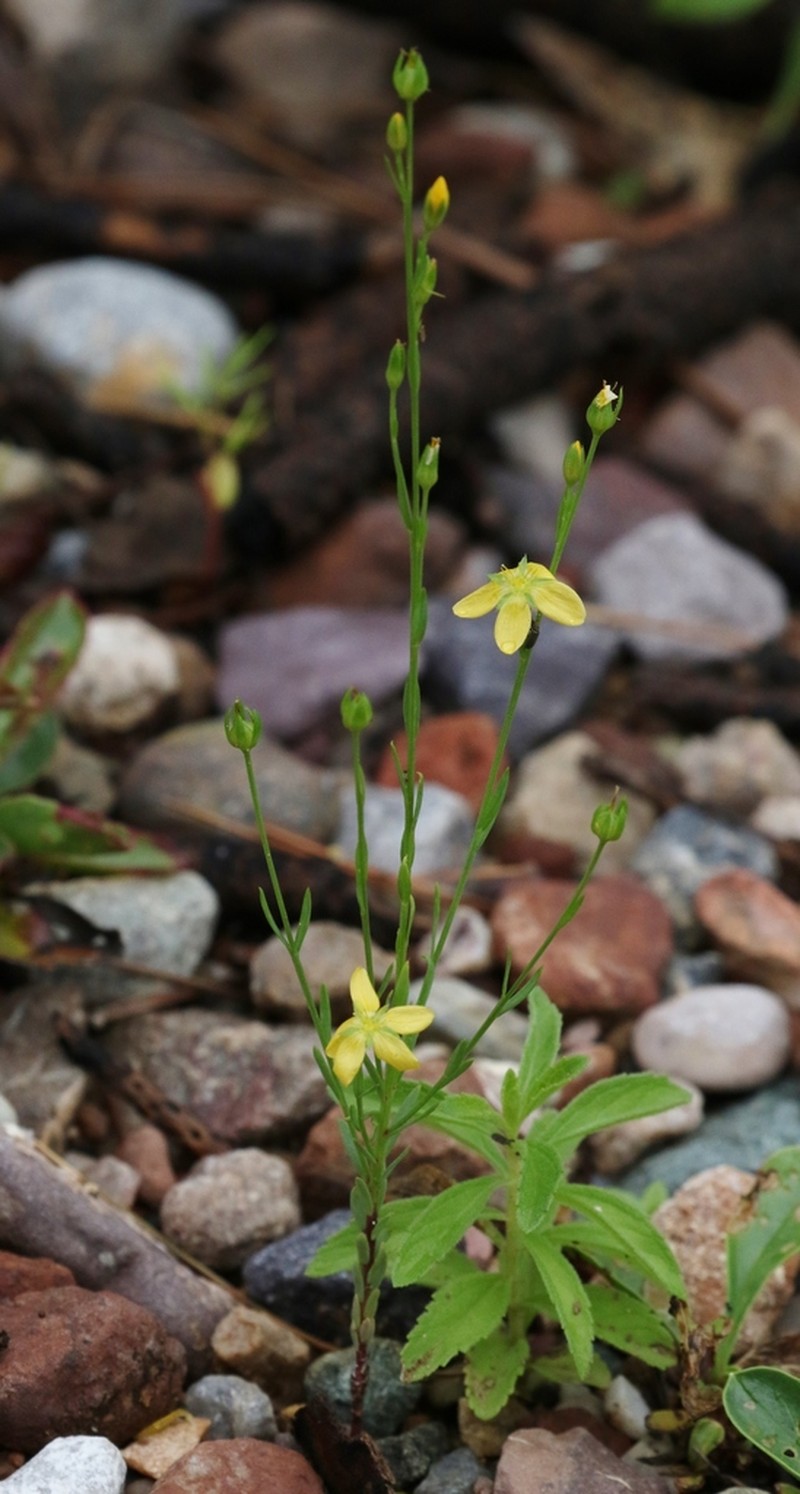 New Mexico Yellow Flax photo 4