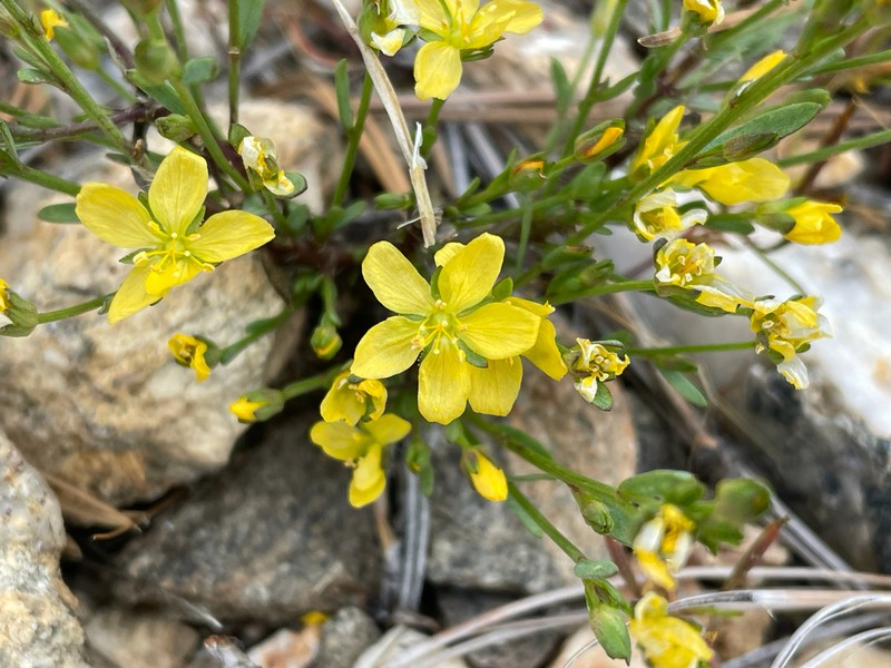 New Mexico Yellow Flax photo 5
