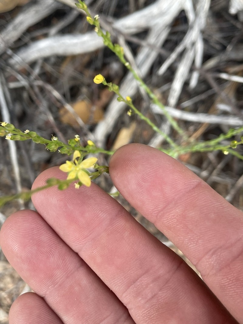 New Mexico Yellow Flax photo 6