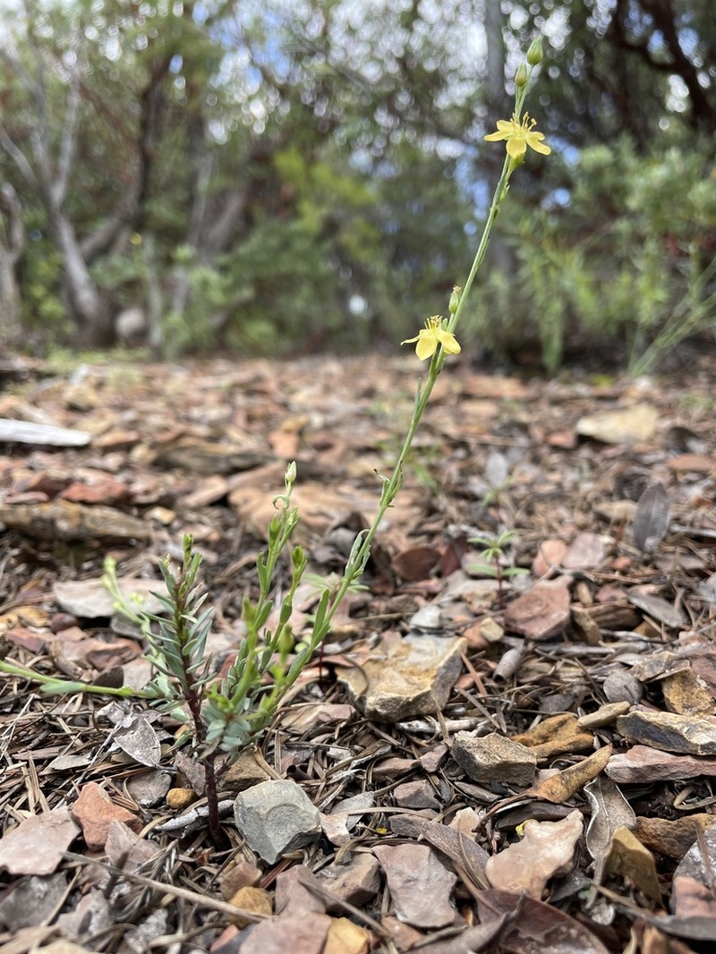 New Mexico Yellow Flax photo 7