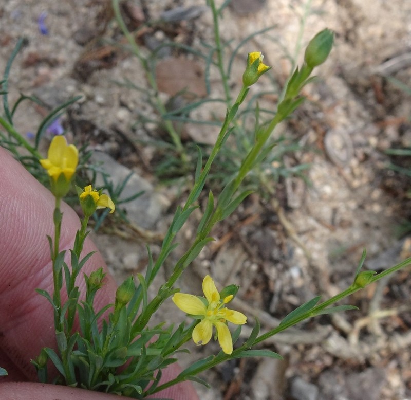 New Mexico Yellow Flax photo 8