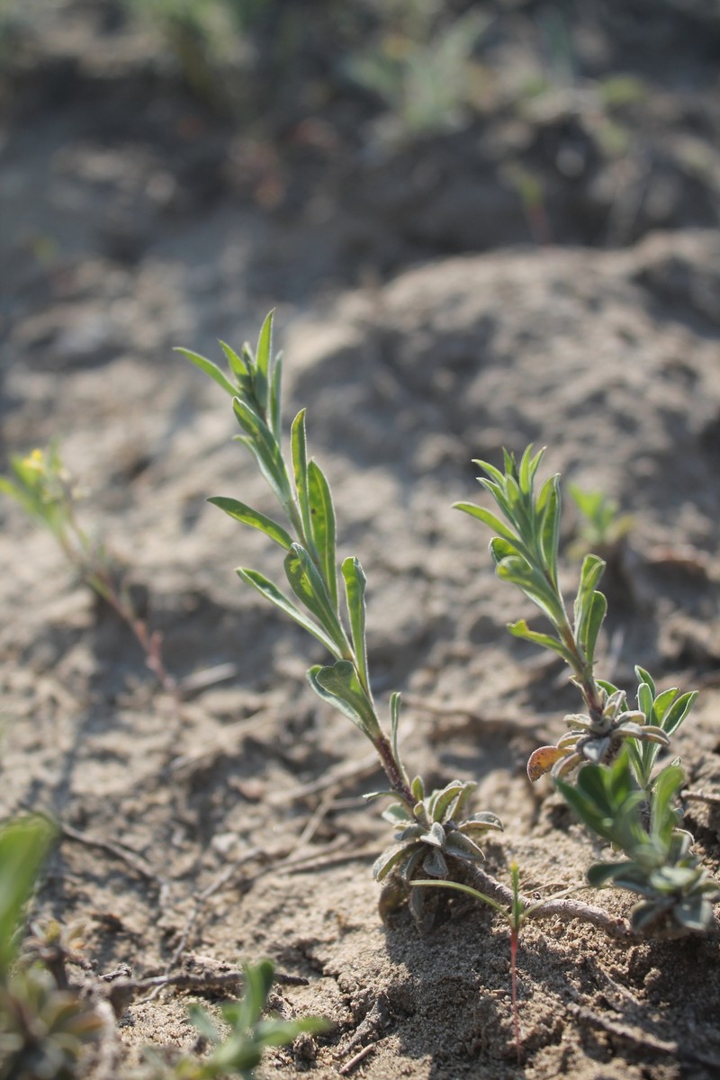 Linum pallasianum subsp. pallasianum