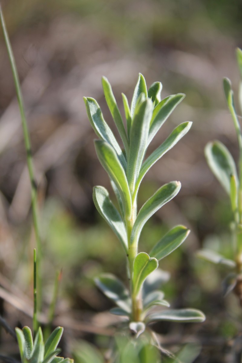 Linum pallasianum subsp. pallasianum photo 2