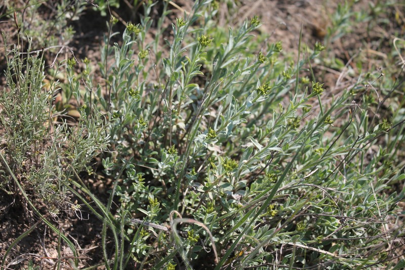 Linum pallasianum subsp. pallasianum photo 3