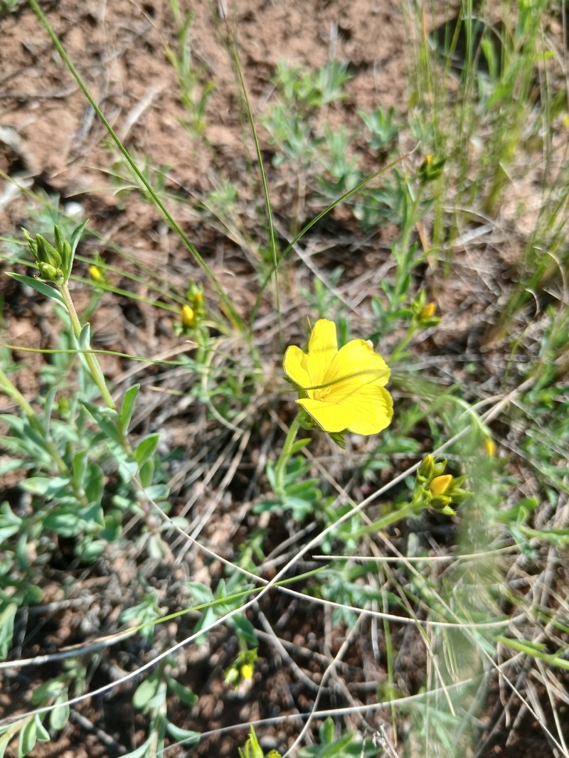 Linum pallasianum subsp. pallasianum photo 4