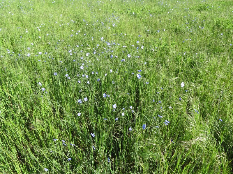 Blue Flax photo 2