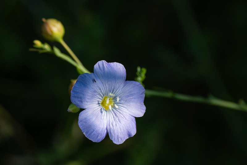 Blue Flax photo 3