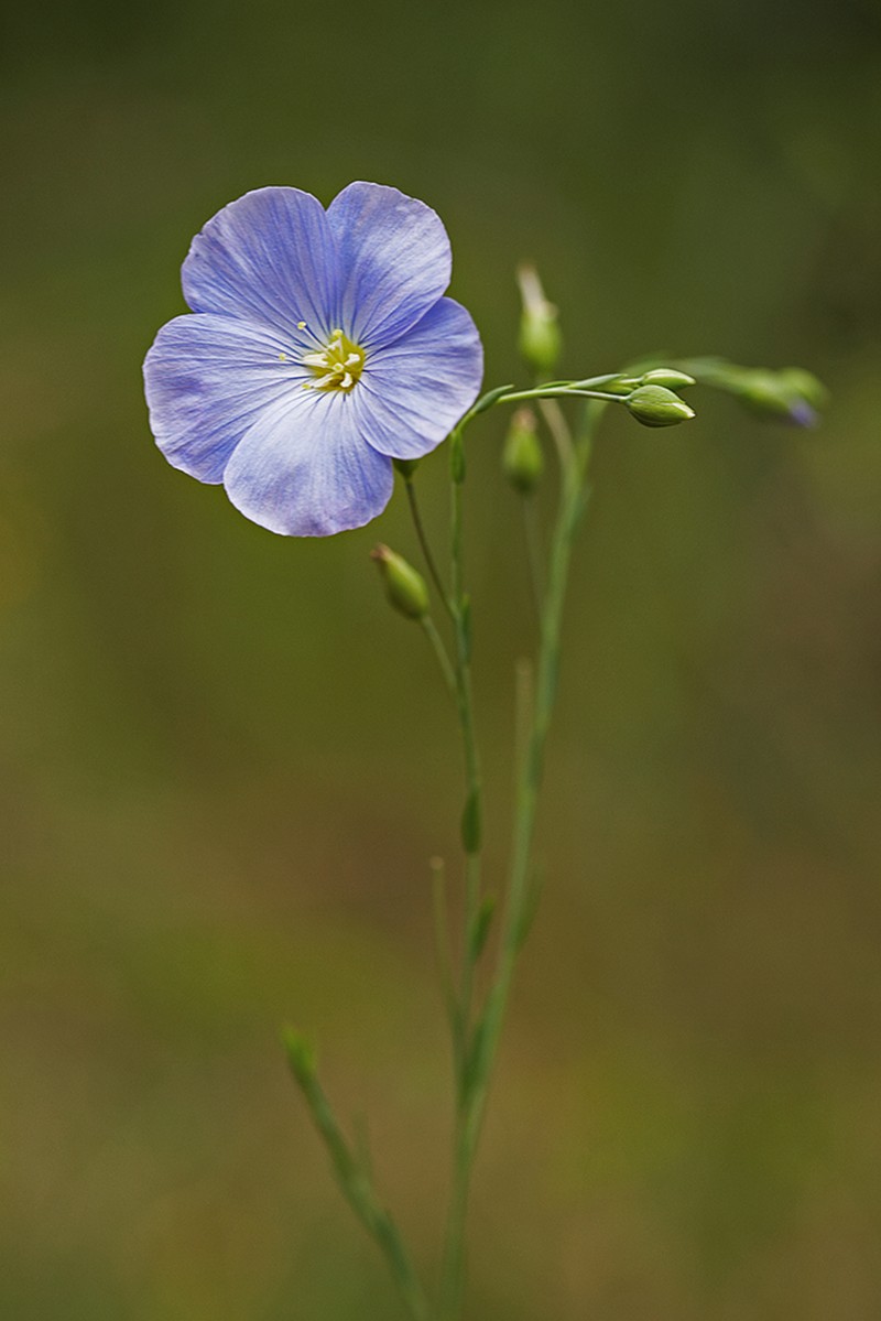 Blue Flax photo 4