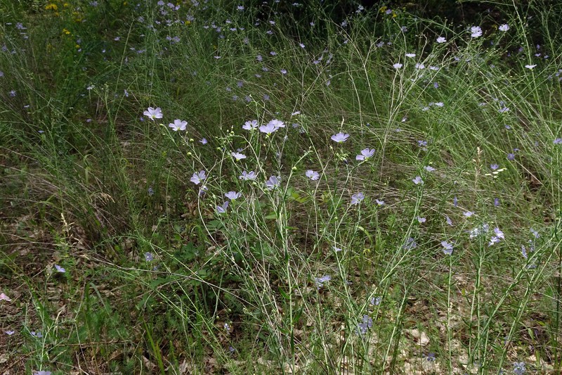 Blue Flax photo 5